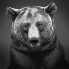 Аватар користувача